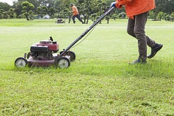 SW7 hedge strimmers in South Kensington
