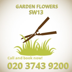 SW13 easy care garden flowers Barnes