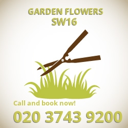 SW16 easy care garden flowers Norbury