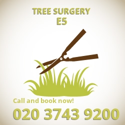 Clapton effective cutting trees E5