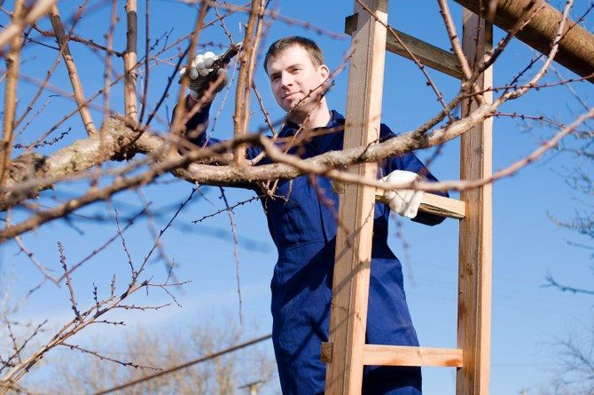 winter gardening