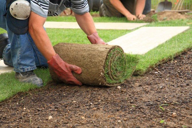 lawn planting