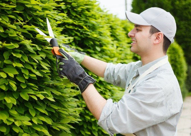 hedge trimming