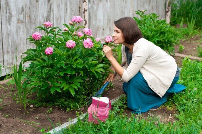 planting fragrant flowers