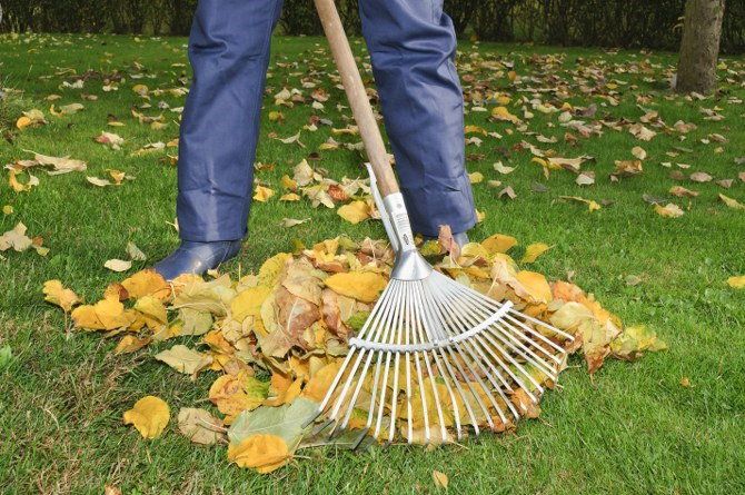 raking leaves