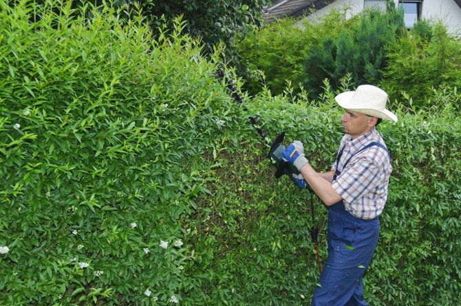 regular hedge cutting