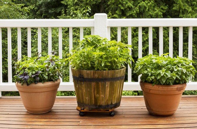 container gardening