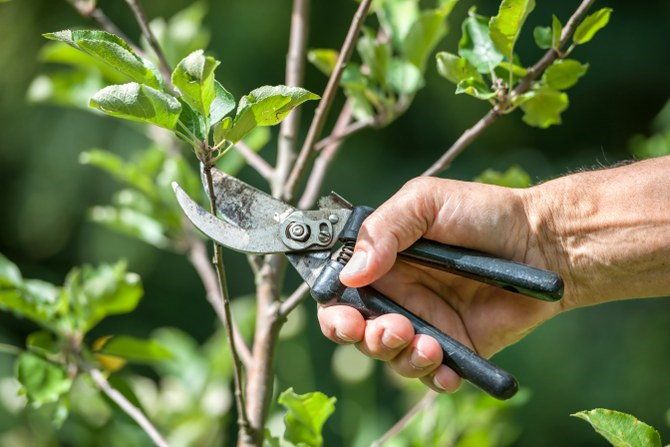 garden shears