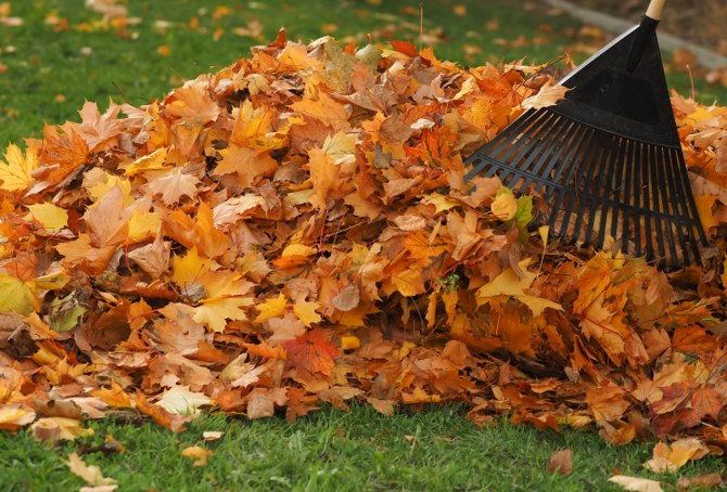 autumn garden care