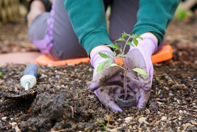 moving a tomato plant