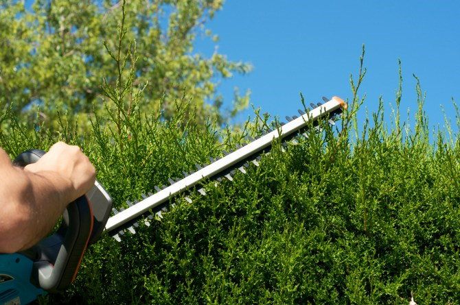 hedge pruning tools