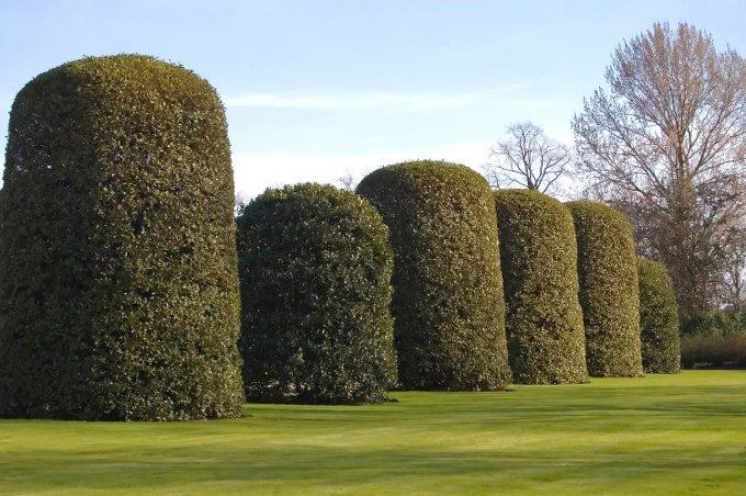 hedge trimming