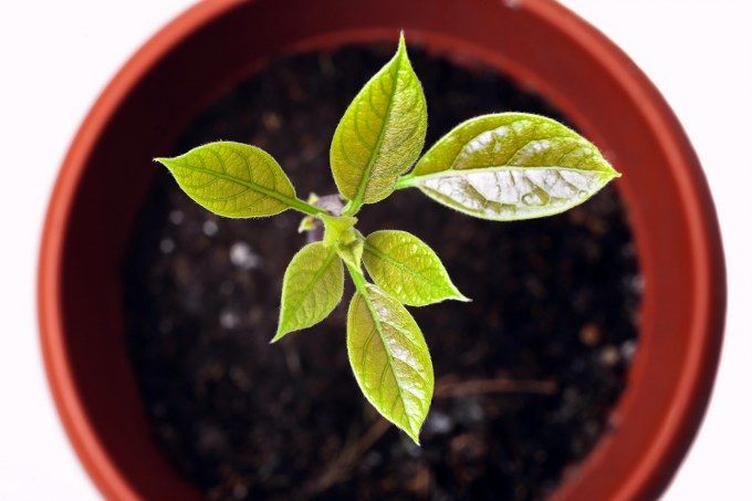 avocado planting