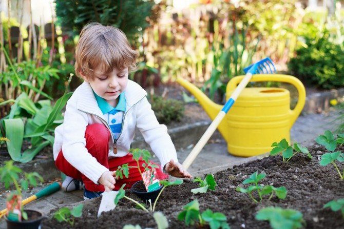 planting tomatoes