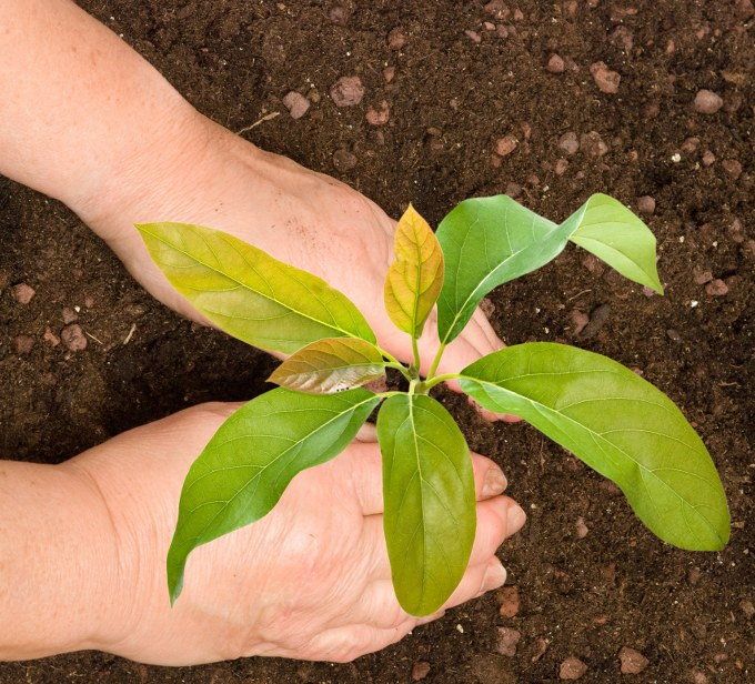 avocado growing