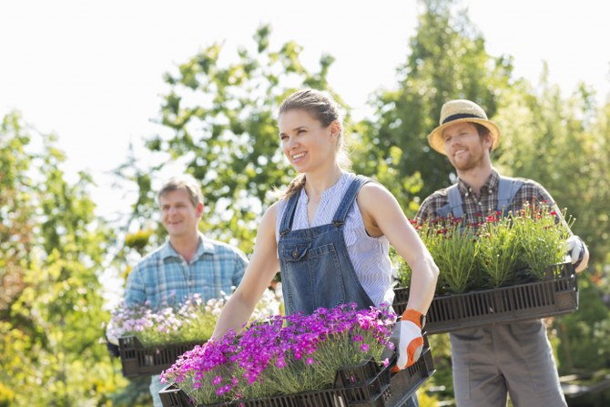 choosing plants