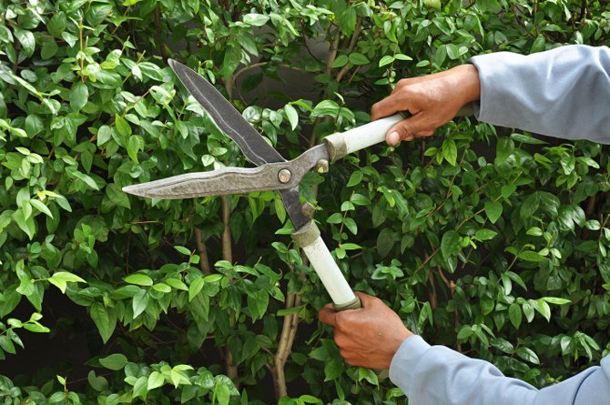 hedge pruning