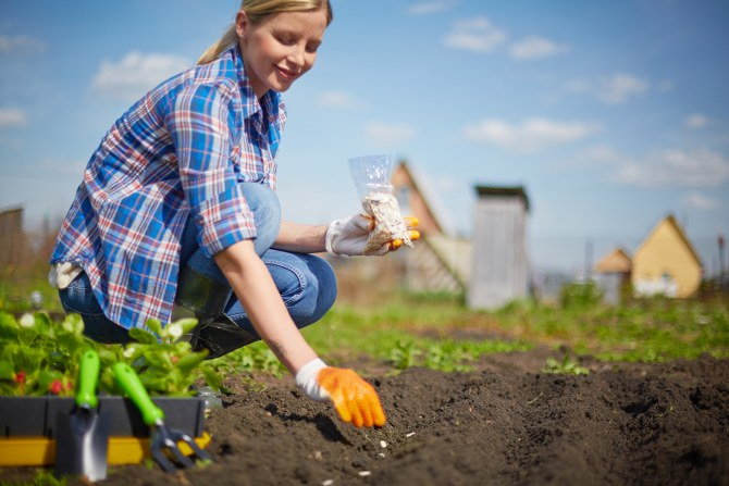 plant seeds