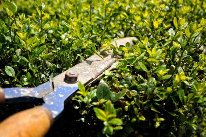 hedge trimming