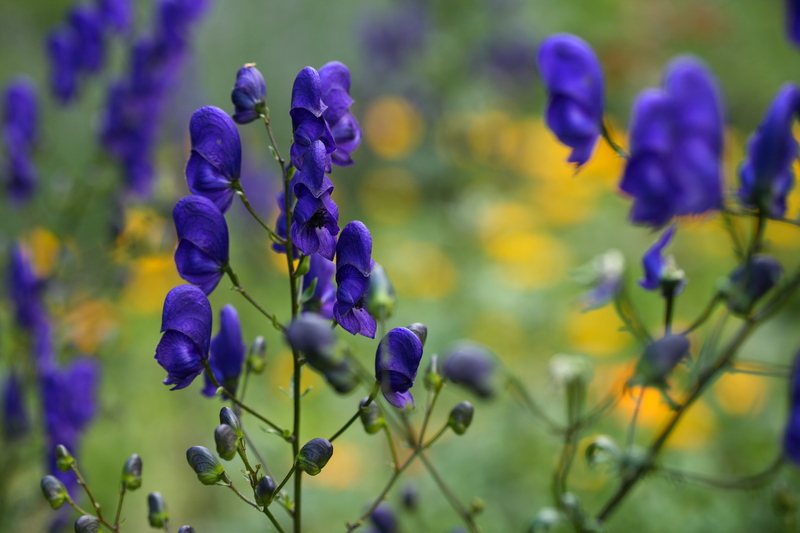 garden planting