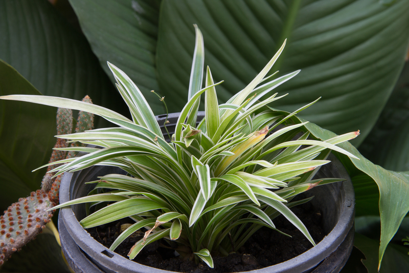 home plants