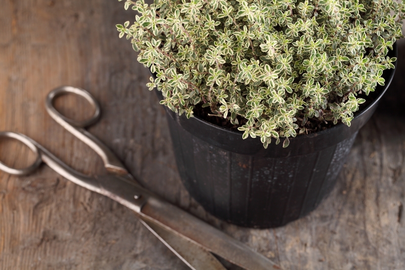 garden landscaping