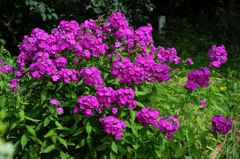 garden planting