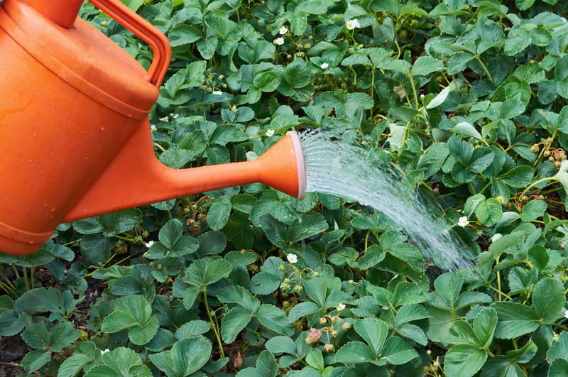 garden planting