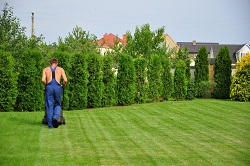 Leaves Green planting hedges BR2