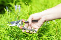 Monument planting hedges EC3