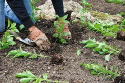 Park Lane planting hedges W1