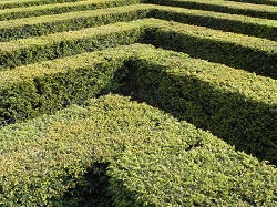 trimming of rose hedges RM1