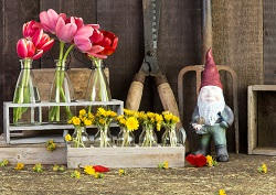 Blackheath roses planting and care SE3