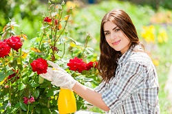 Blackwall shrubs and bushes removal E14