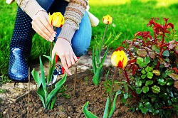 turning soil and weeding Harlington