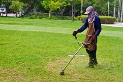 trimming of rose hedges RM3