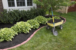 trimming of rose hedges W2