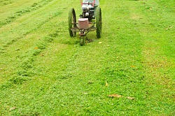 trimming of rose hedges DA15